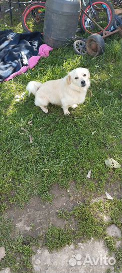 Дружок-звонок