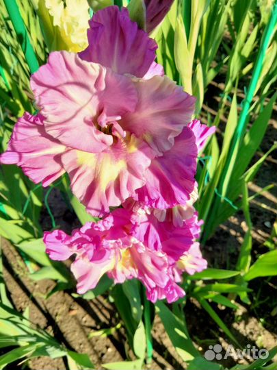 Гладиолусы луковицы