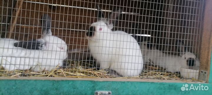 Калифорнийские кролики