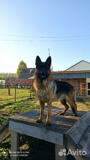 Немецкая овчарка вязка кобель