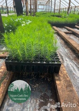 Сосна зкс окс сеянцы Ель Лиственница Голуб Горная