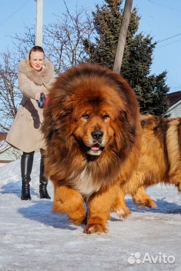 Тибетский мастиф щенки вязка