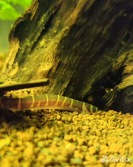 Аквариумы Dennerle и оборудование