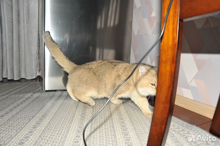 Вязка Martin Romeo Evelin Star