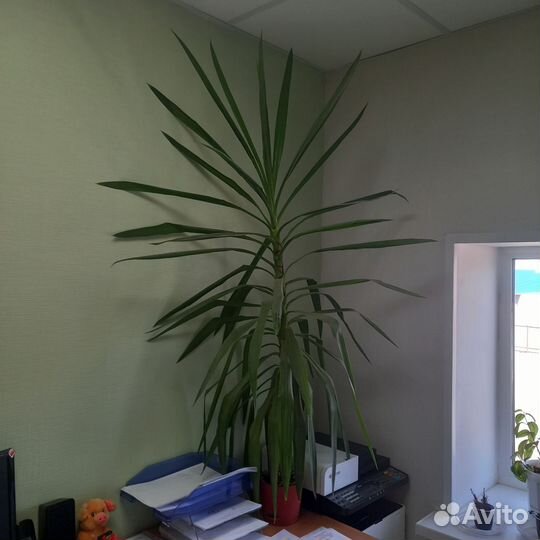 Диффенбахия, Юкка