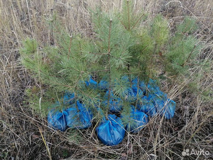 Саженцы сосны обыкновенной