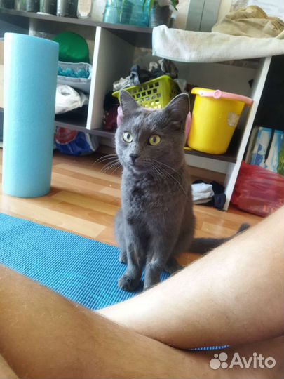 Кот
