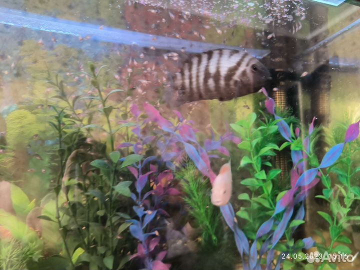 Аквариумные рыбки цихлиды и петушок