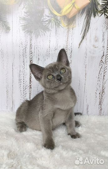 Бурманские мальчики