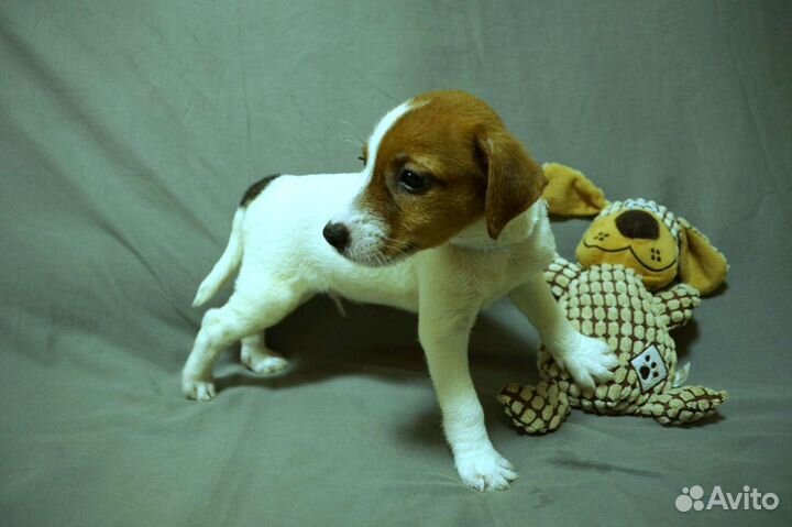 Парсон Рассел терьер