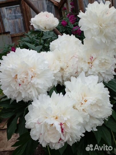 Пионы на срезку