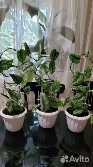 Сциндапсус Пиктус Треби