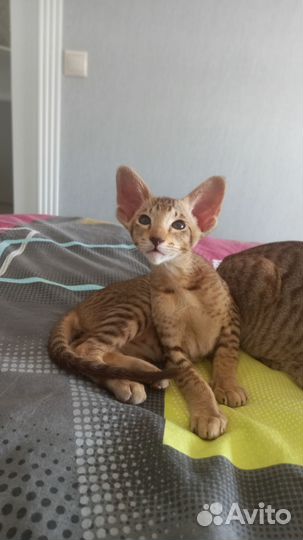 Ориентальные котята
