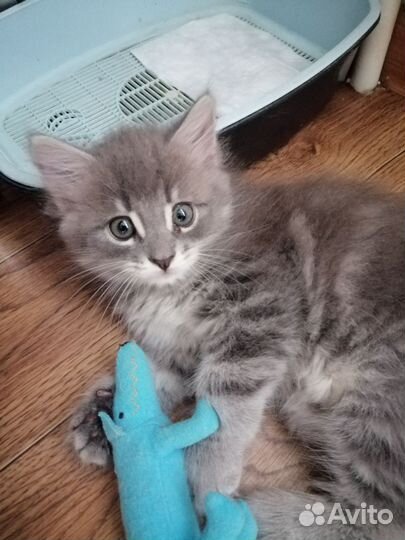 Кошки в добрые руки