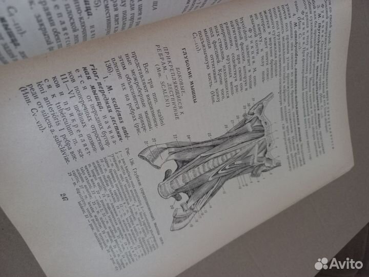 Анатомия человека