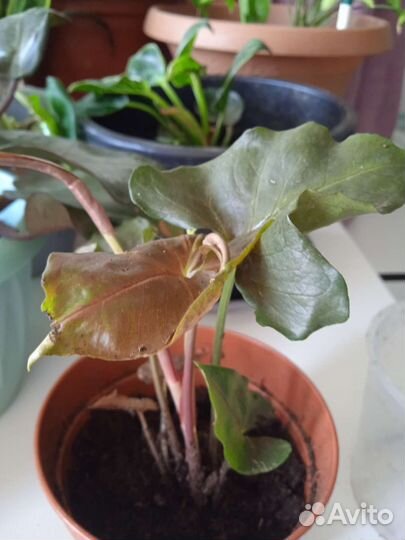 Сингониум Red