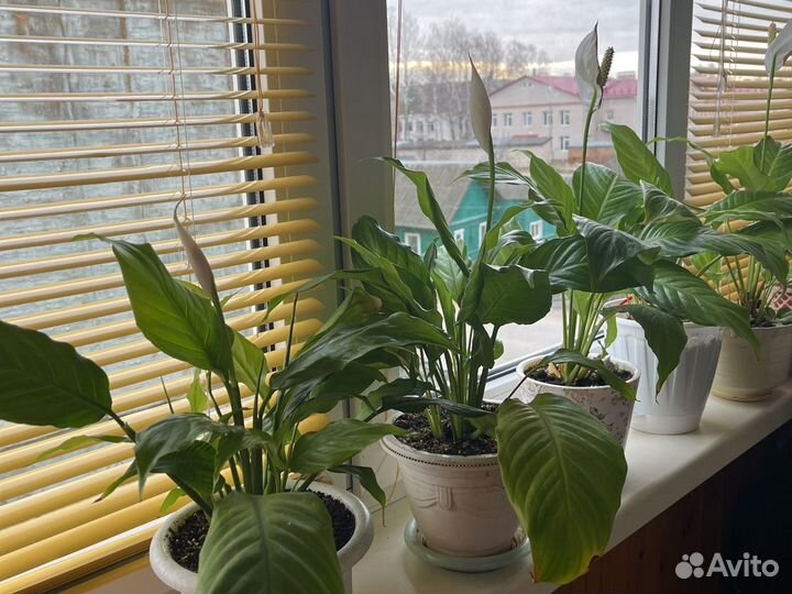 Спатифиллум, фикус, алоэ
