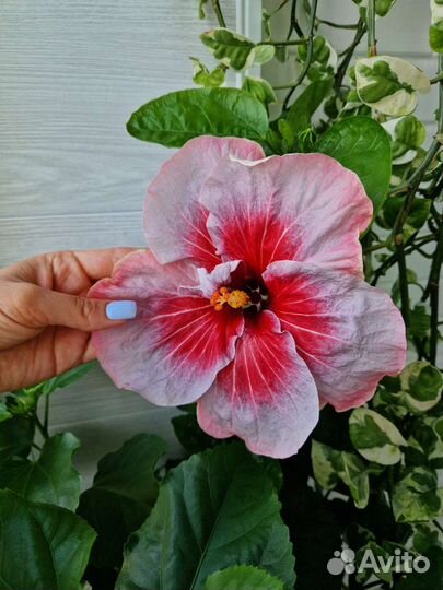 Сортовые гибискусы, 3 сорта, срез черенки