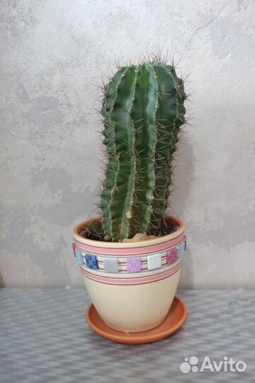 Керамические горшки и комнатные цветы