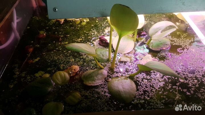 Аквариумные растения и креветки