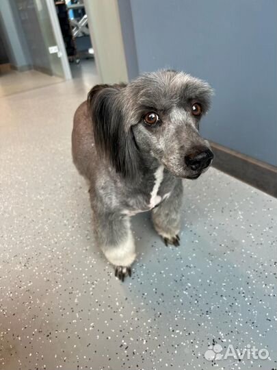 Стрижка собак в салоне и дома