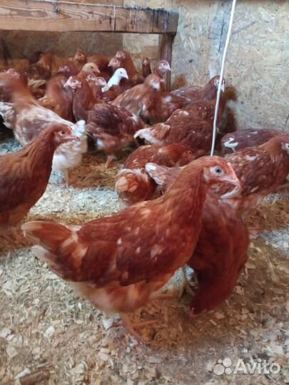 Куры несушки 6 мес