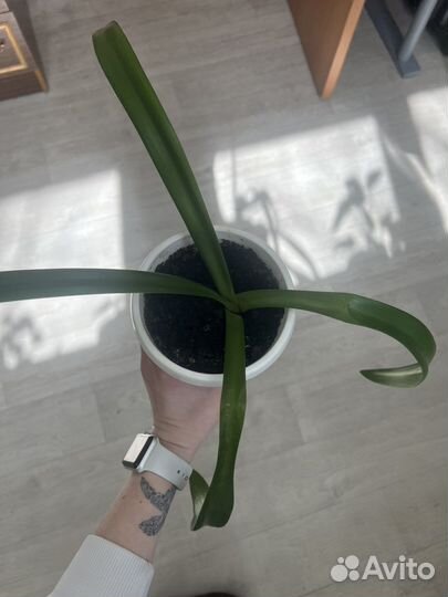 Гиппеаструм