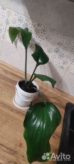 Эухарис амазонская лилия