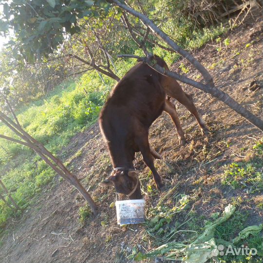 Продается годовалая телка