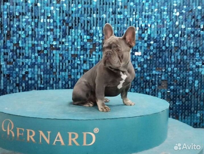 Вязка с лиловым Чемпионом