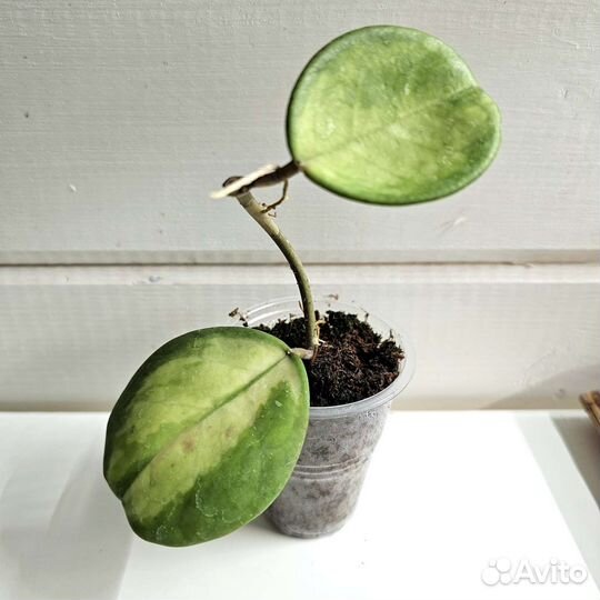 Хойи сортовые черенки с корешками