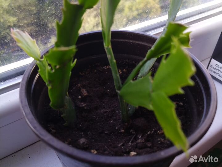 Декабрист белый (отсаженными отростками