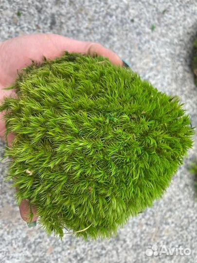 Стабилизированный мох