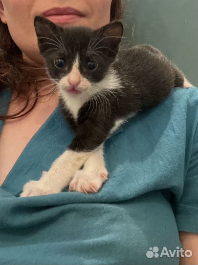 Черно белая кошка