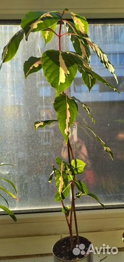 Комнатные домашние растения