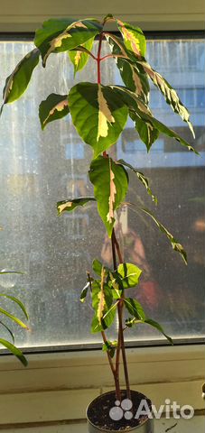 Комнатные домашние растения