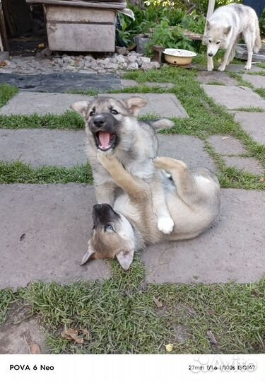 Собаки Хаски щенки