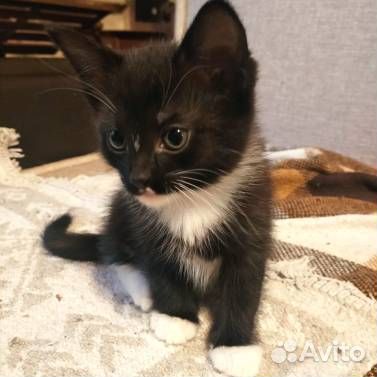 Девочка 1,5 месяца