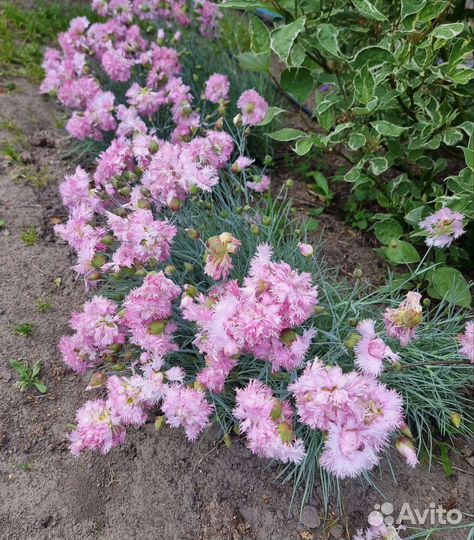 Гвоздика, седум (очиток), овсяница цены в описании