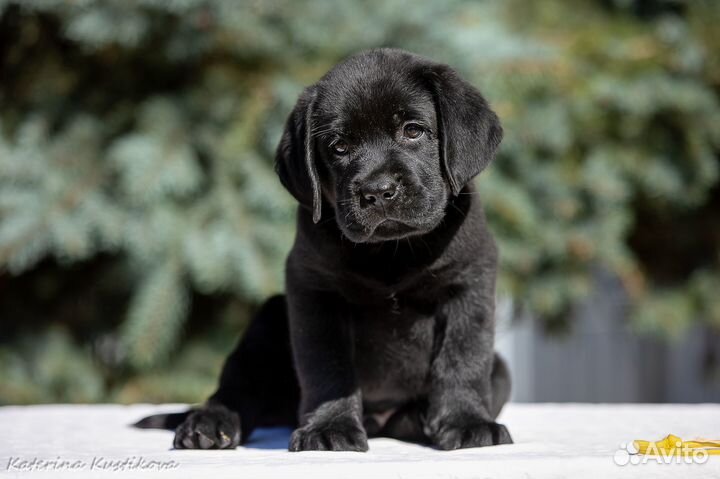 Щенки лабрадора