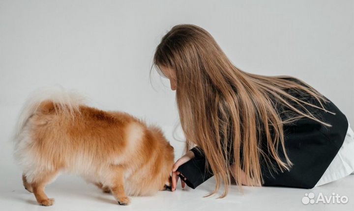 Померанский шпиц вязка кобель