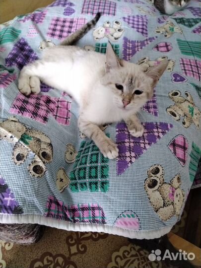 Молодая кошечка в добрые руки