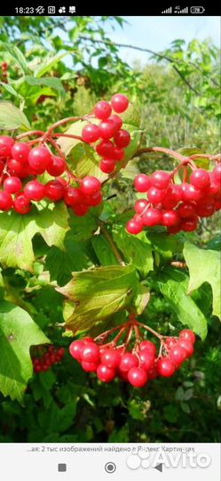 Табак Вирджиния 202,мяты,калина,чубушник и др