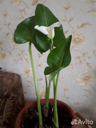 Клубни луковицы каллы белой эфиопской