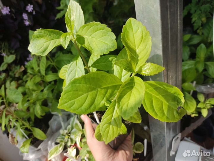 Гортензия Сбежавшая невеста