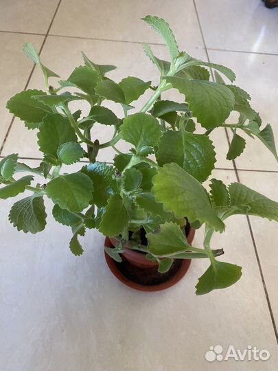 Плектрантус