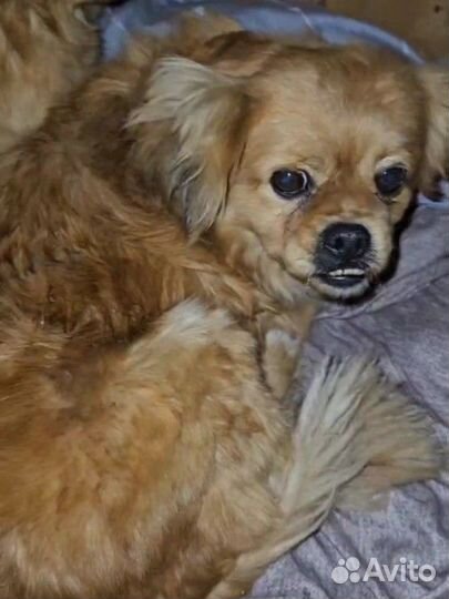 Маленькая собака