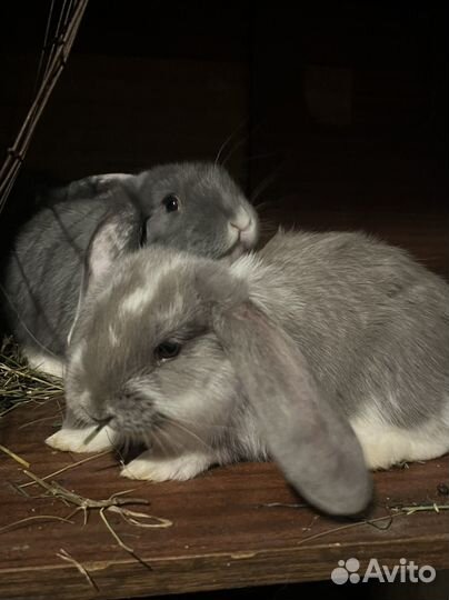 Французский баран