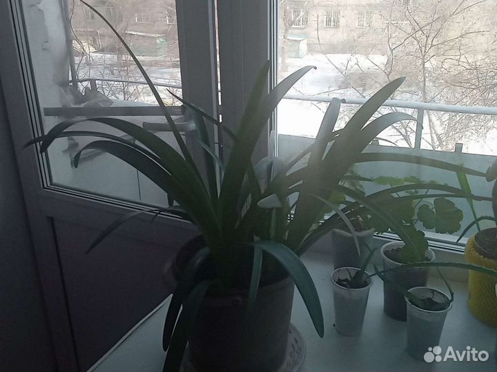 Амариллис цвет красный цветет