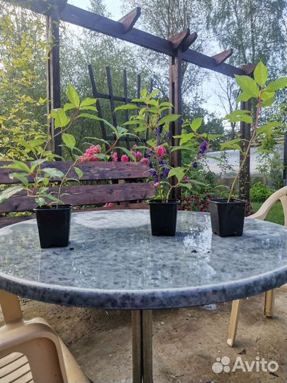 Гортензия метельчатая